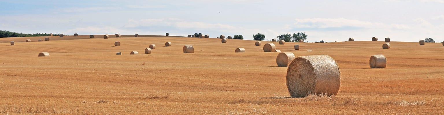 scenic view of hay bales